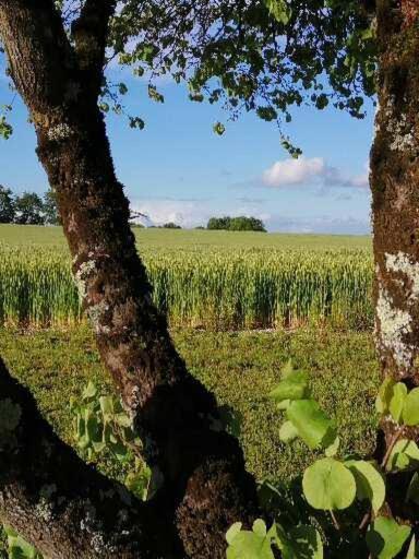 Les Cypres De Crose I Villa Badefols-sur-Dordogne Bagian luar foto